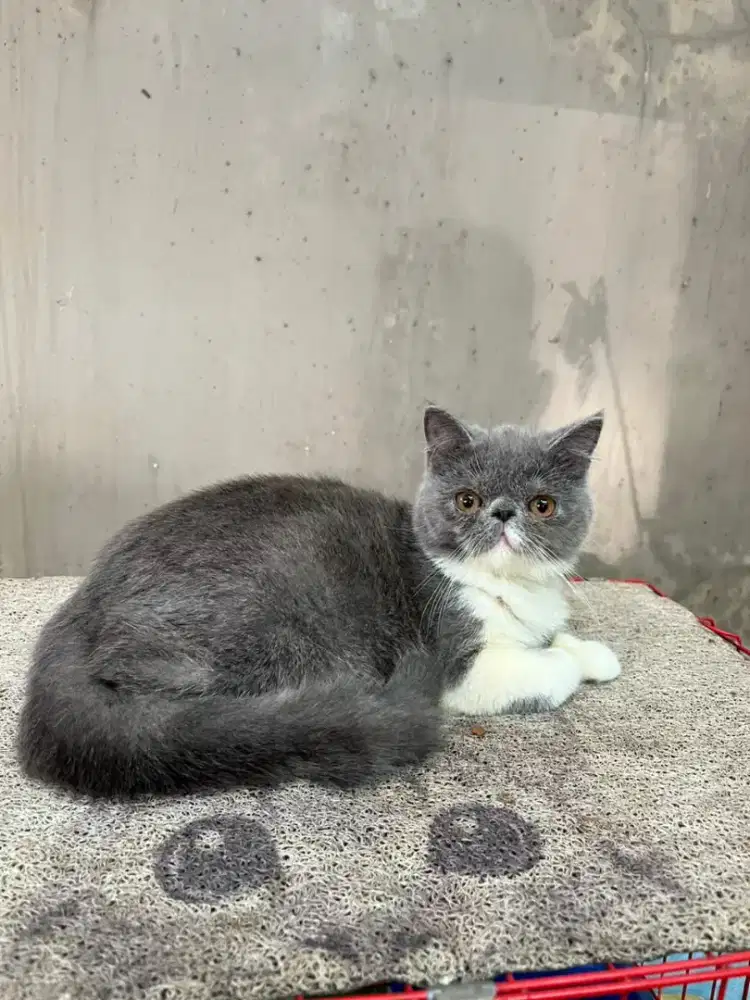 Kucing exotic peaknose