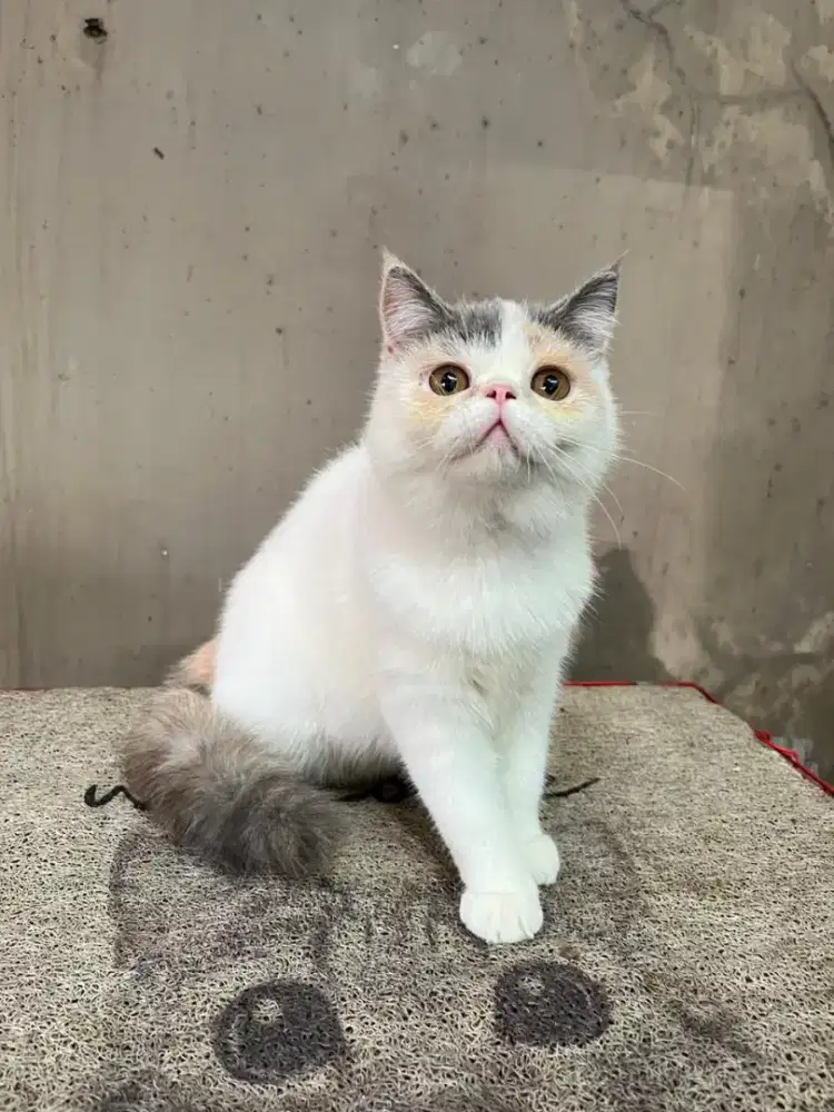 Kucing exotic calico