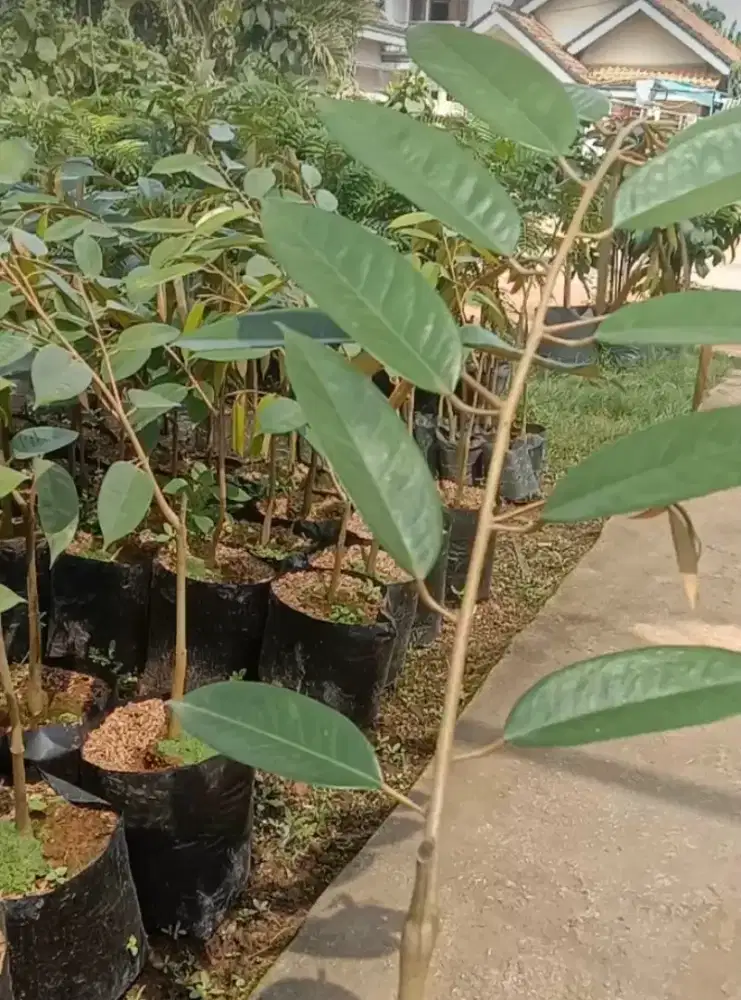 bibit Durian Bawor Cepat Berbuah
