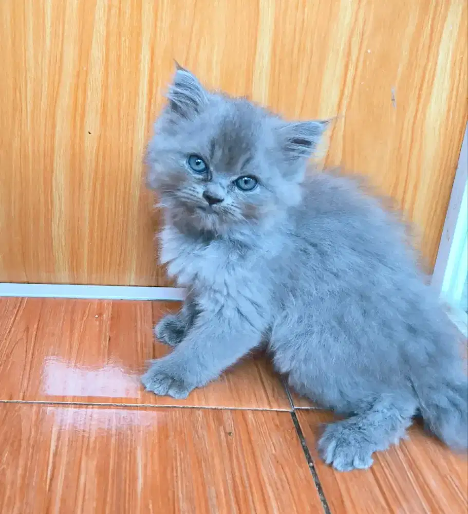 Kucing British long hair