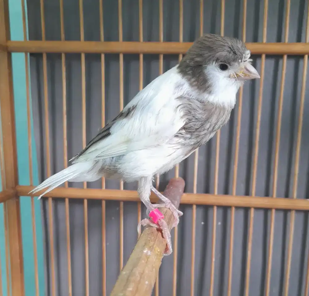 Kenari paud f1 ysl medium