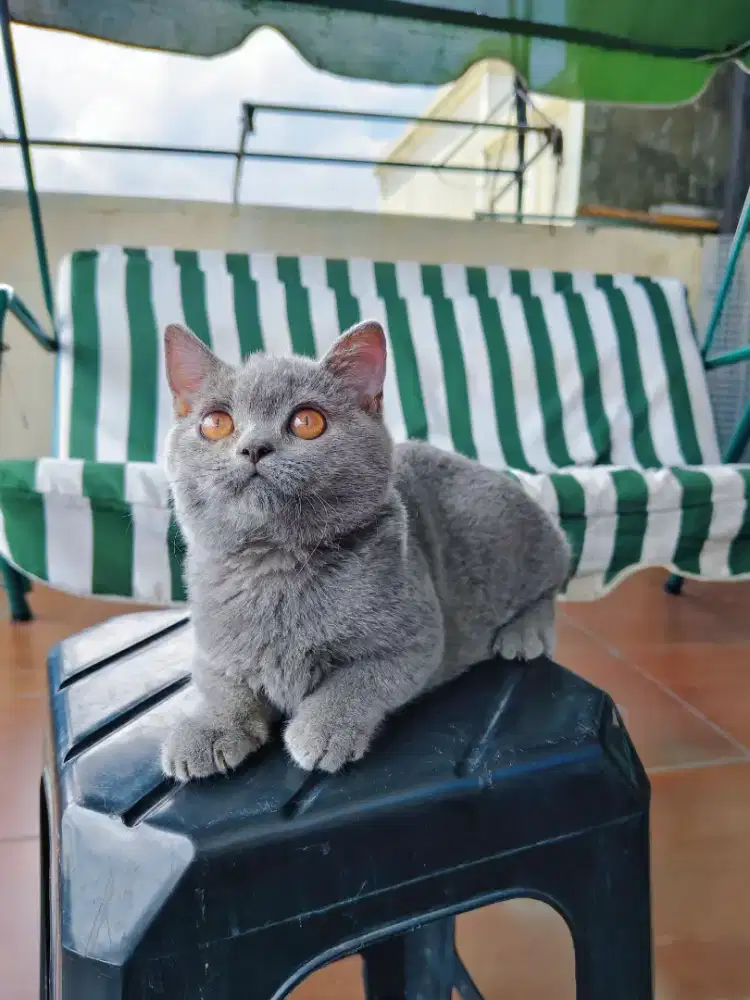 kitten BSH Blue Solid Line Ped British Short Hair Pure Betina