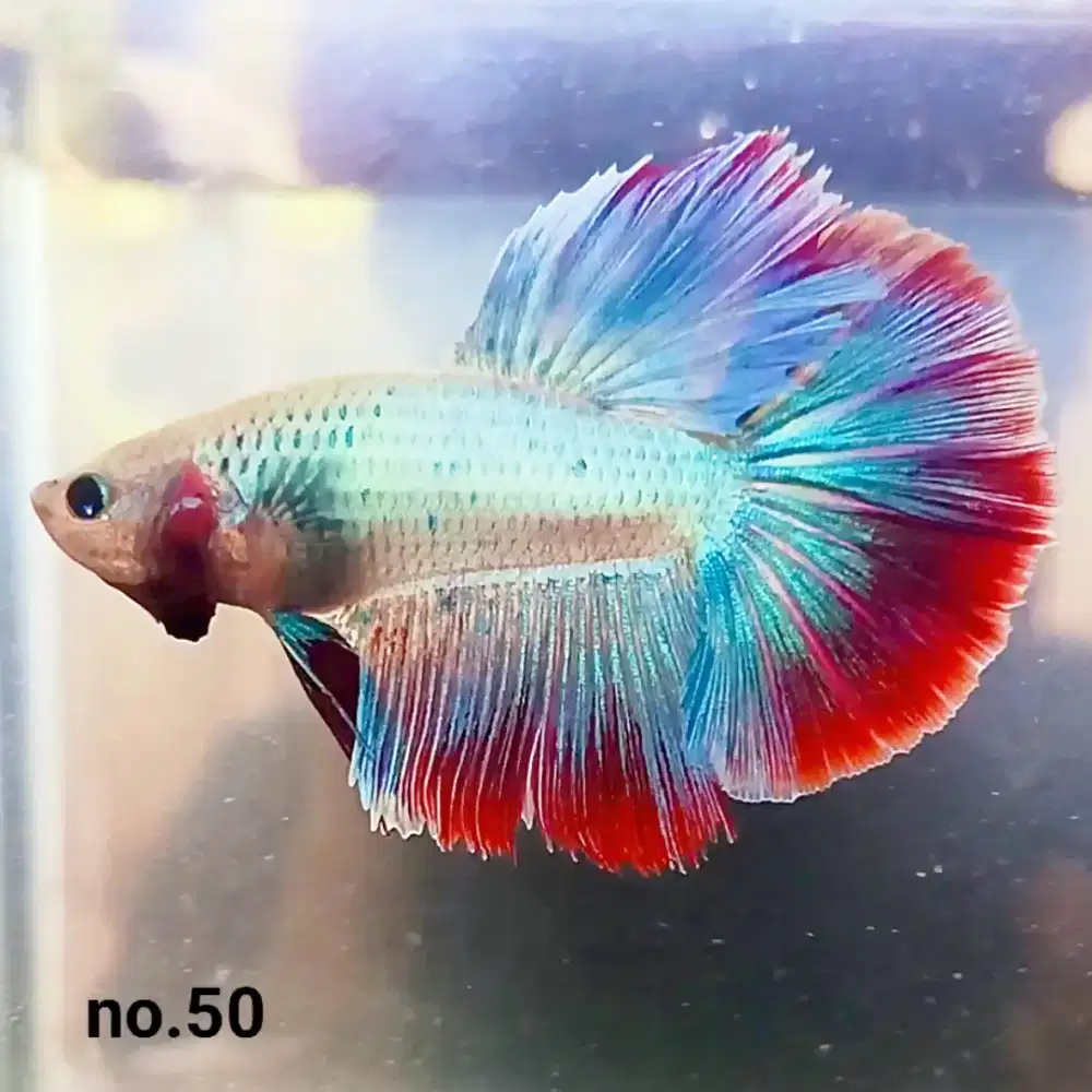 Ikan Cupang Hias Koleksi Pribadi Berbagai Jenis Real Pict