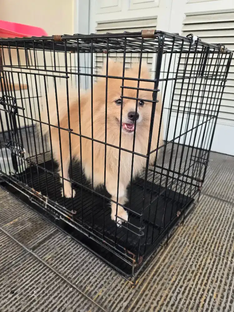 Dijual Pomeranian jantan ras (dgn sertifikat)