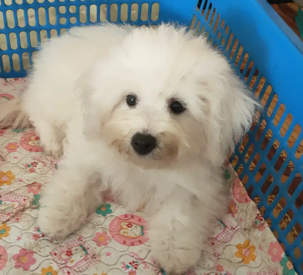 DI JUAL MURAH BICHON FRISE STAMBUM VAKSIN KUALITAS BAGUS