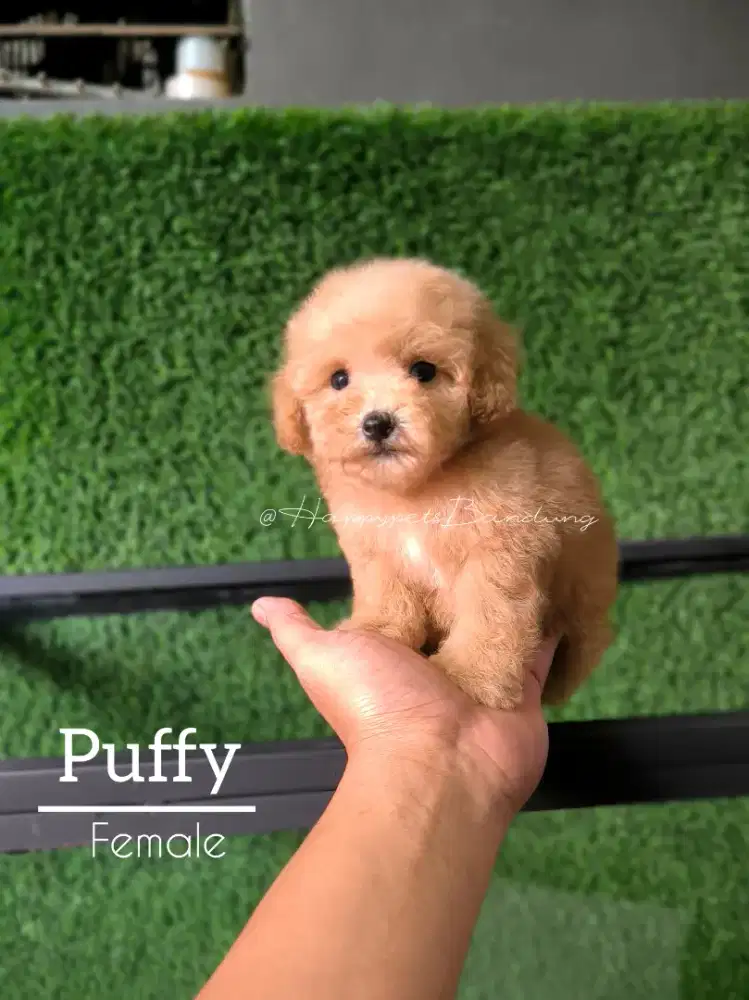 Poodle Mini Size super lucu