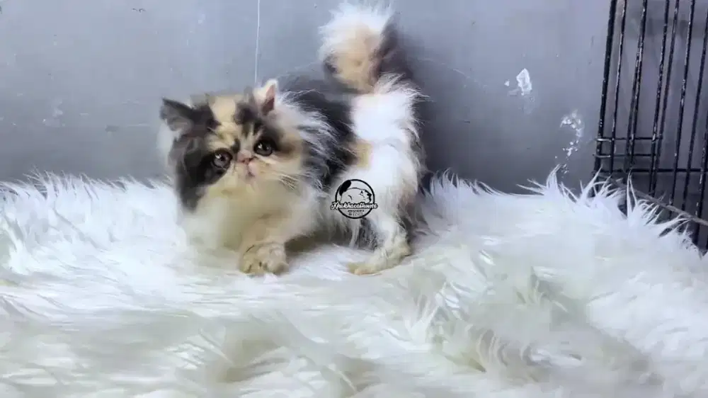 Kitten peaknose calico