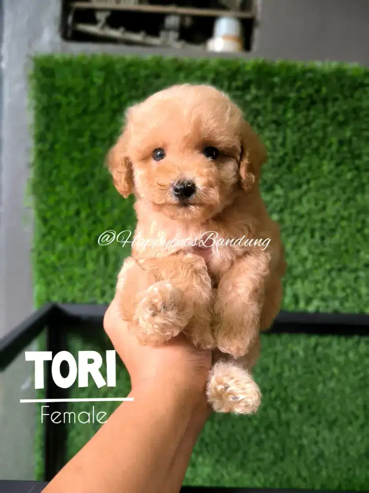 Puppy Poodle super lucu mini size