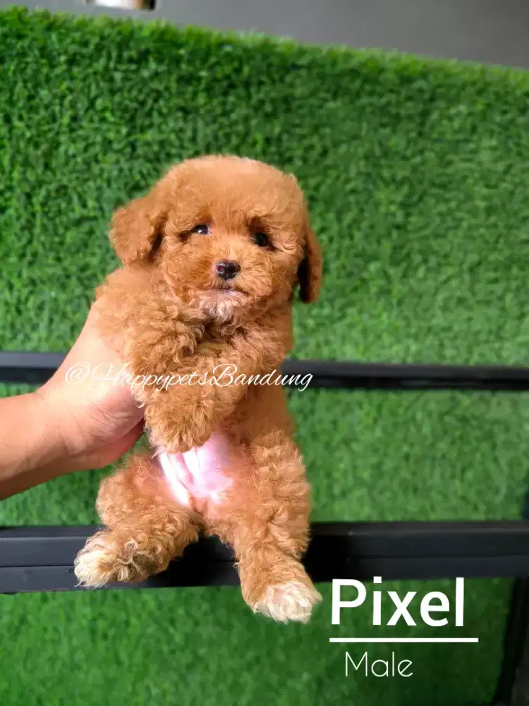 Puppy Poodle jantan size super kecil