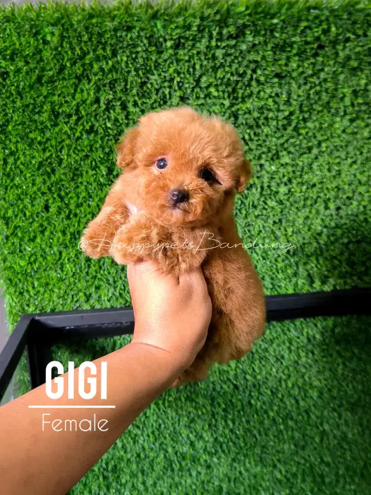 Puppy Poodle betina size super kecil