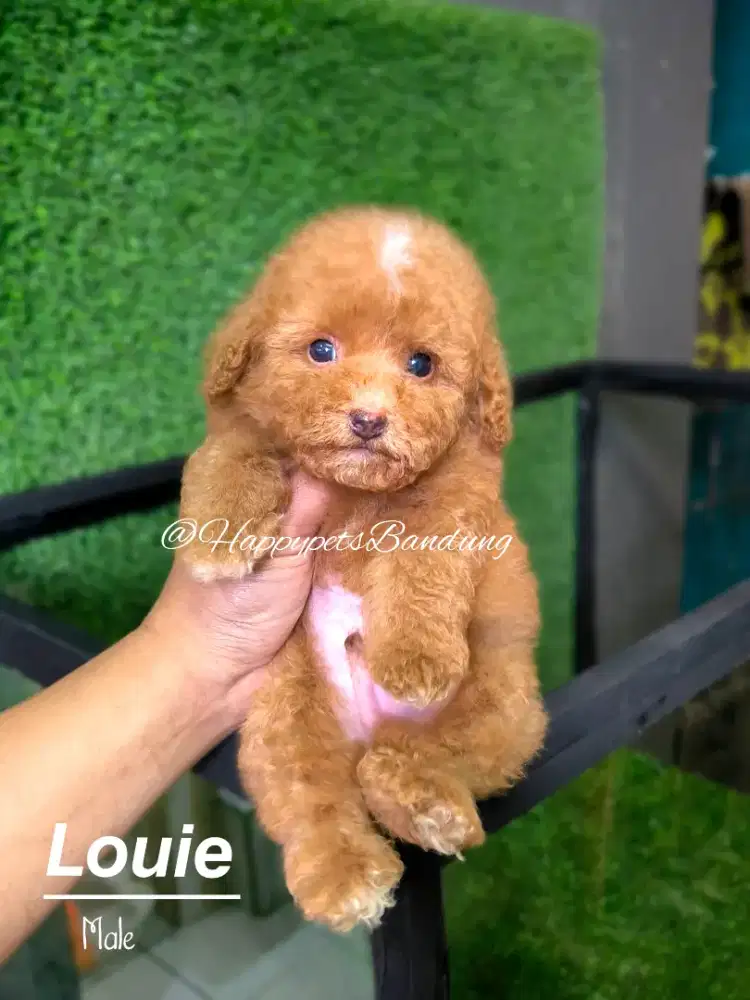 Puppy Poodle size supee kecil