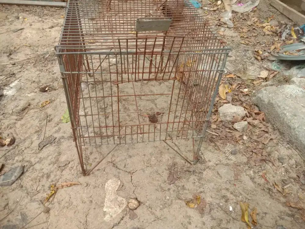 Keramba mandi burung