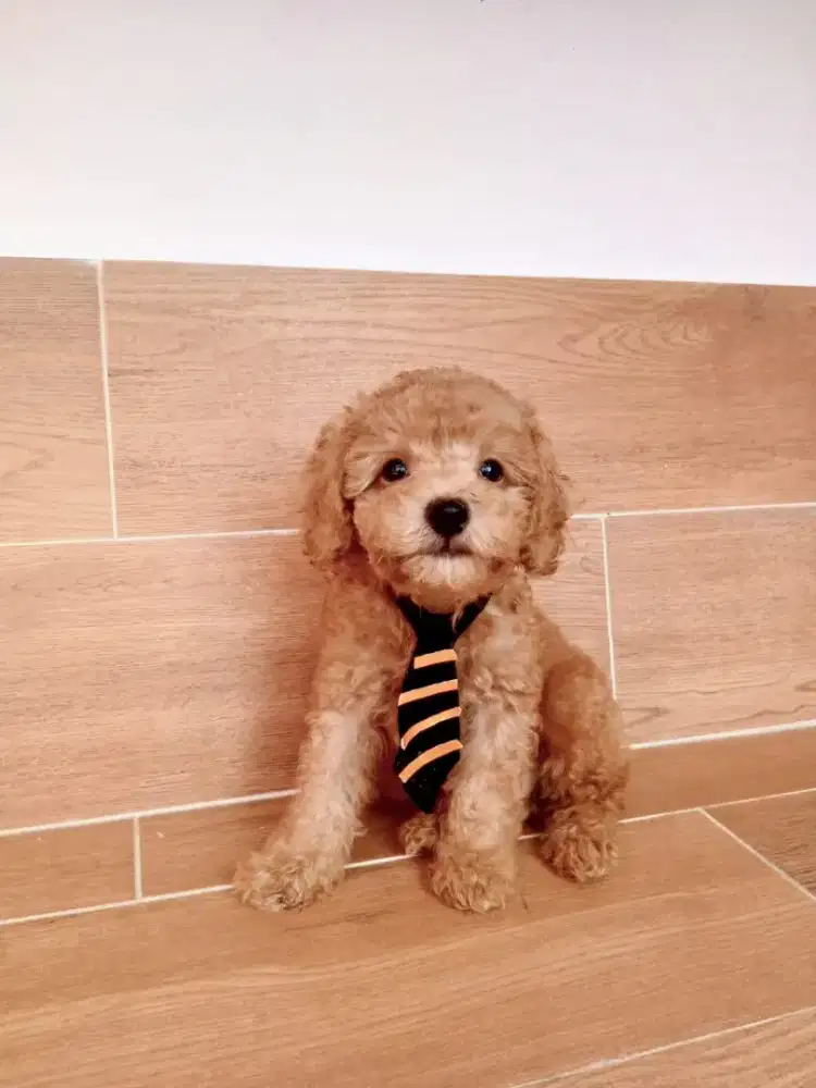 Open adopt Puppies poodle