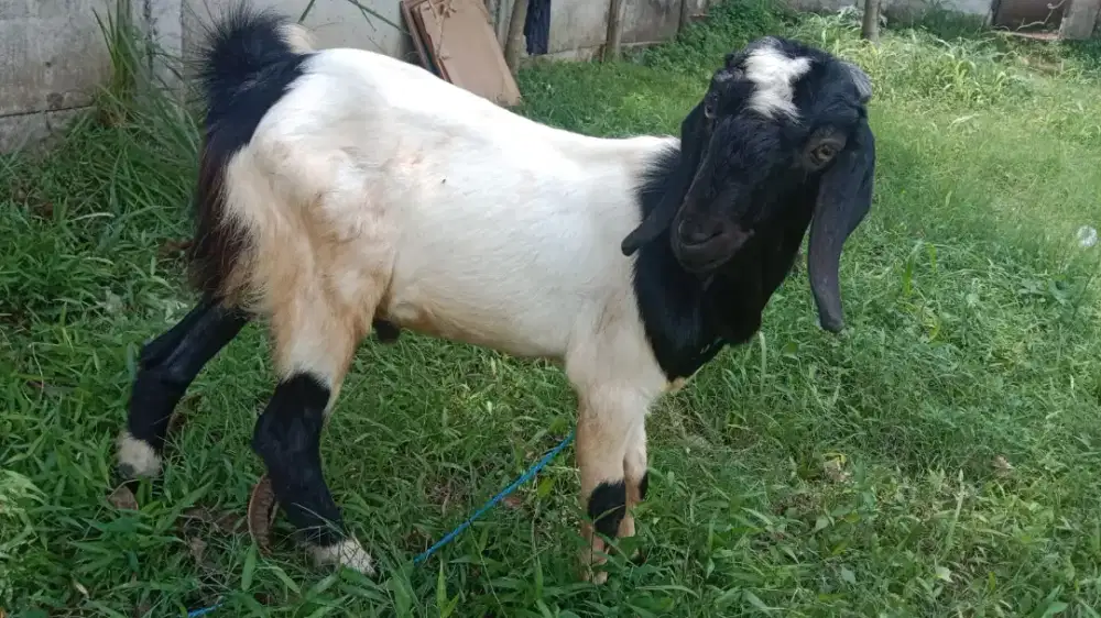 Kambing jantan tb 70