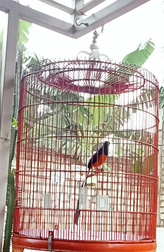 Murai batu medan ekor 25 cm