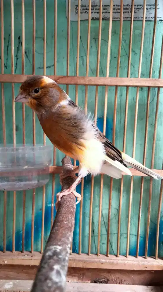 Kenari Seri F1YS Muda Jantan Badan Gede Warna Bagus Bunyi Rajin