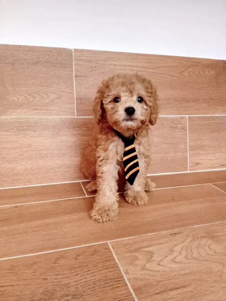 Open adopt puppies poodle