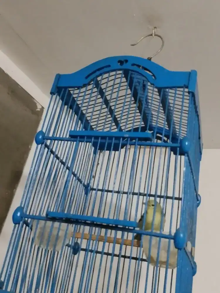 Sirpu sepasang, fullset