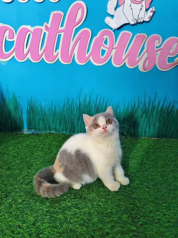 Kitten BSH British Short Hair Lineped Betina Calico Bico