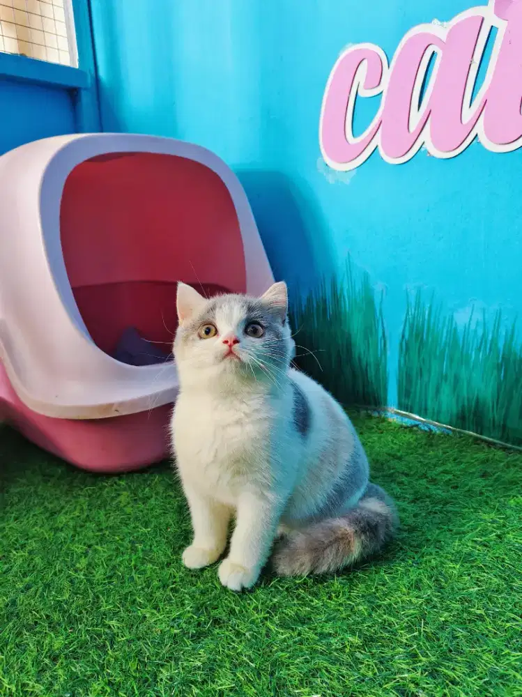 BSH Lineped Betina Calico Bicolor British Short Hair Kitten