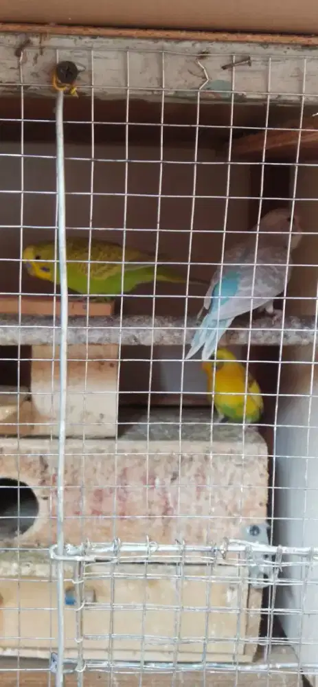 Parkit lokal banyak warna