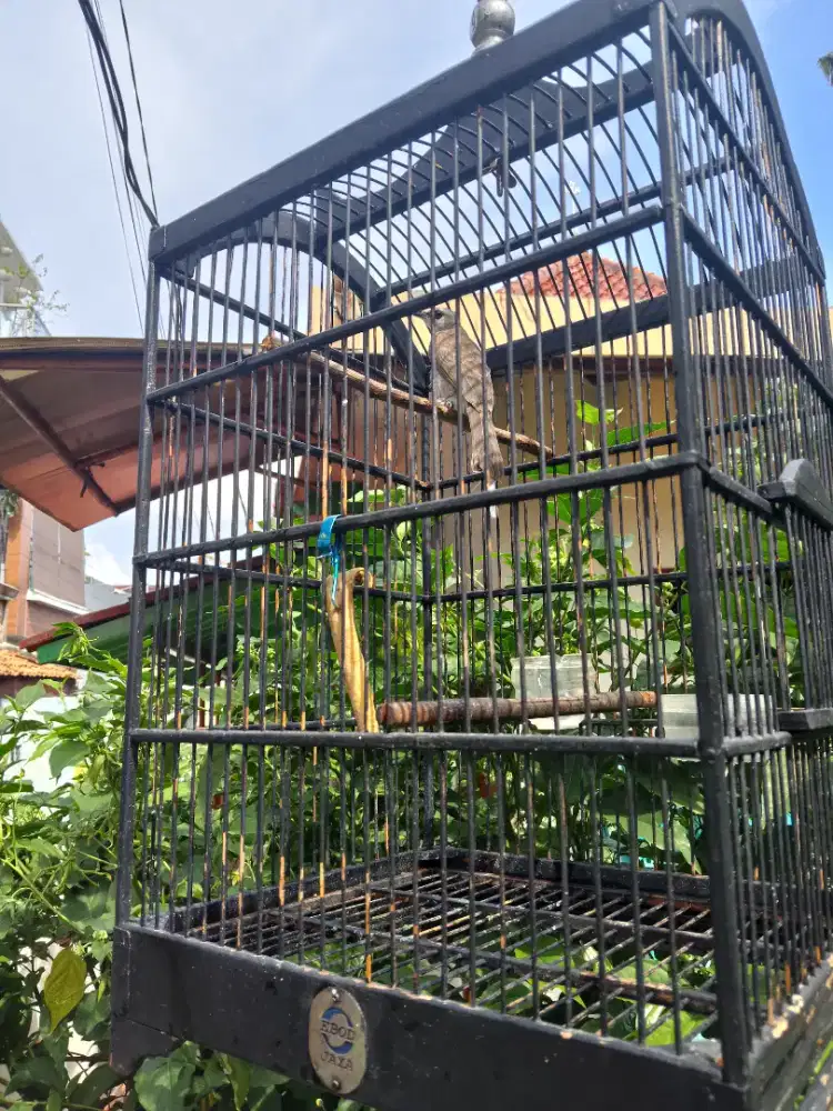 Burung ucuk + kandang no 2 ebot