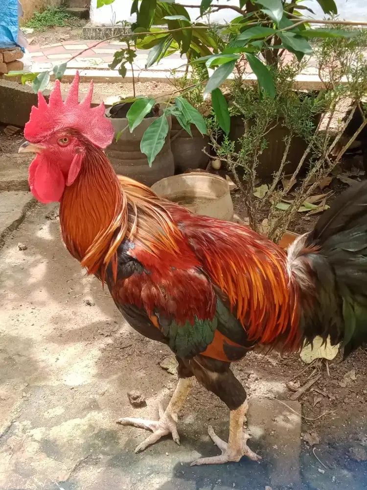 Ayam pelung jago