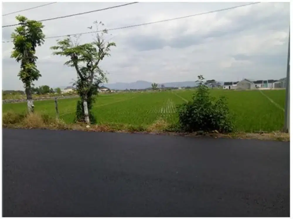 TANAH SAWAH RAYA RAJAWALI SUKOHARJO (SH1415)
