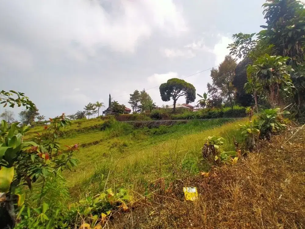 TANAH KEBUN BERJO NGARGOYOSO KARANGANYAR (NGS393)