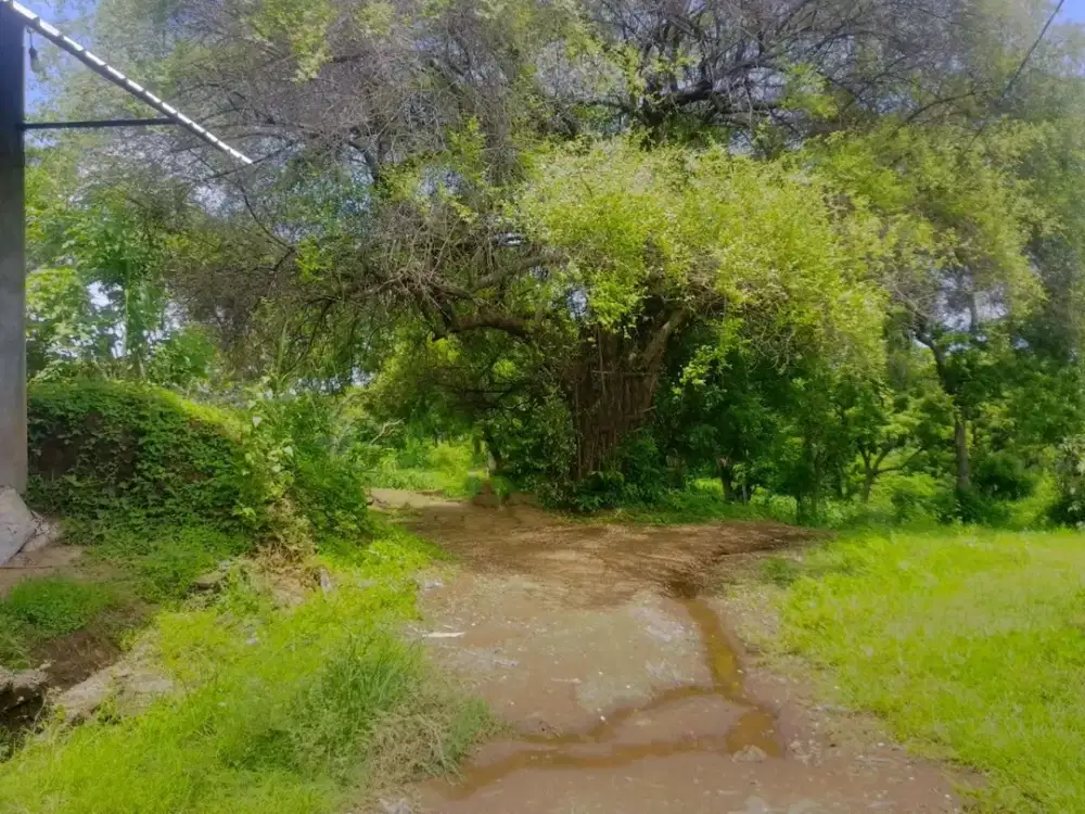 TANAH KUBUTAMBAHAN BULELENG BALI (BL46)