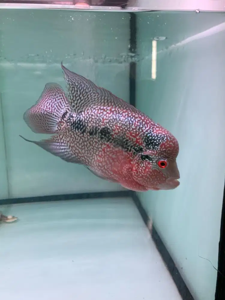 IKAN LOUHAN CENCU MUTIARA SHINING