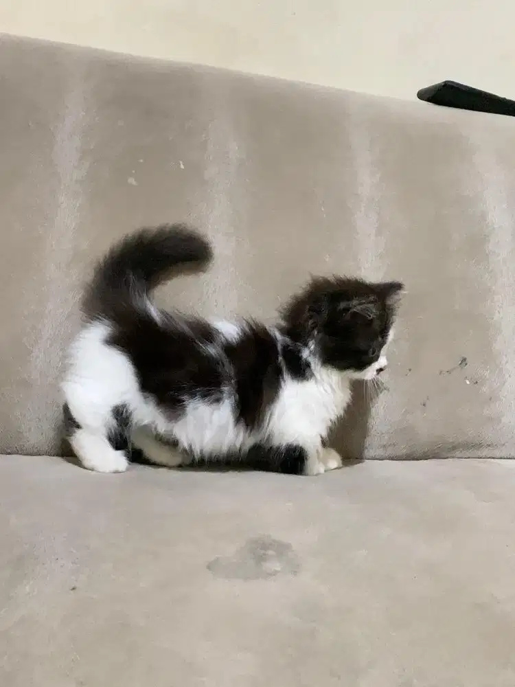 Kucing munchkin cebol kitten minuet british shorthair