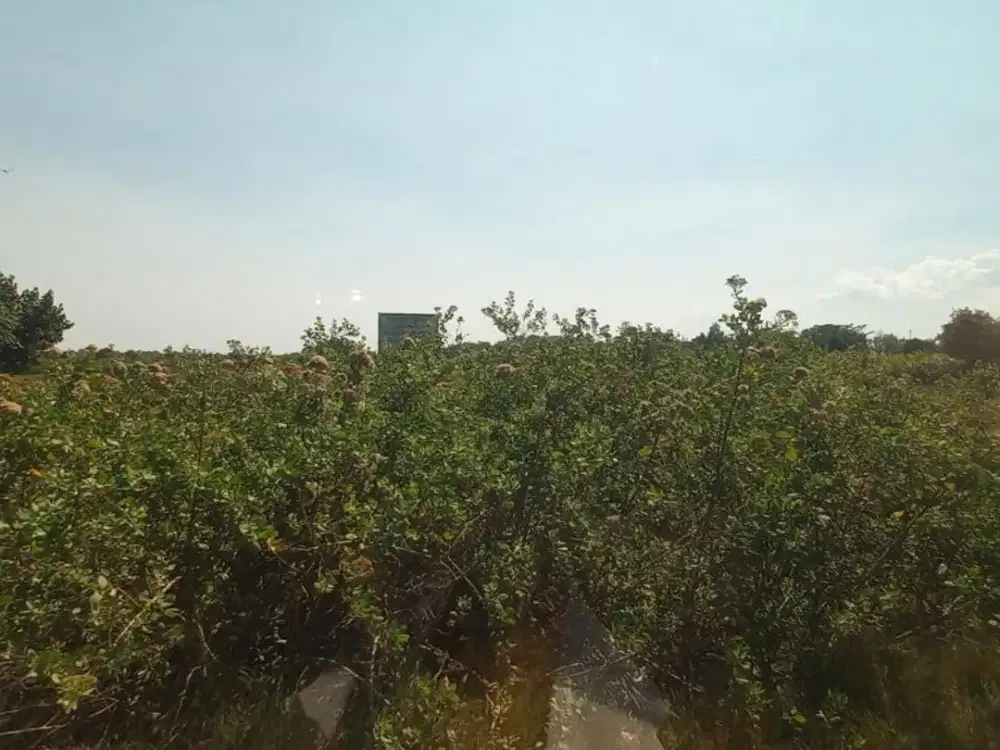 TANAH SANGKARAGUNG JEMBRANA BALI (JR60)