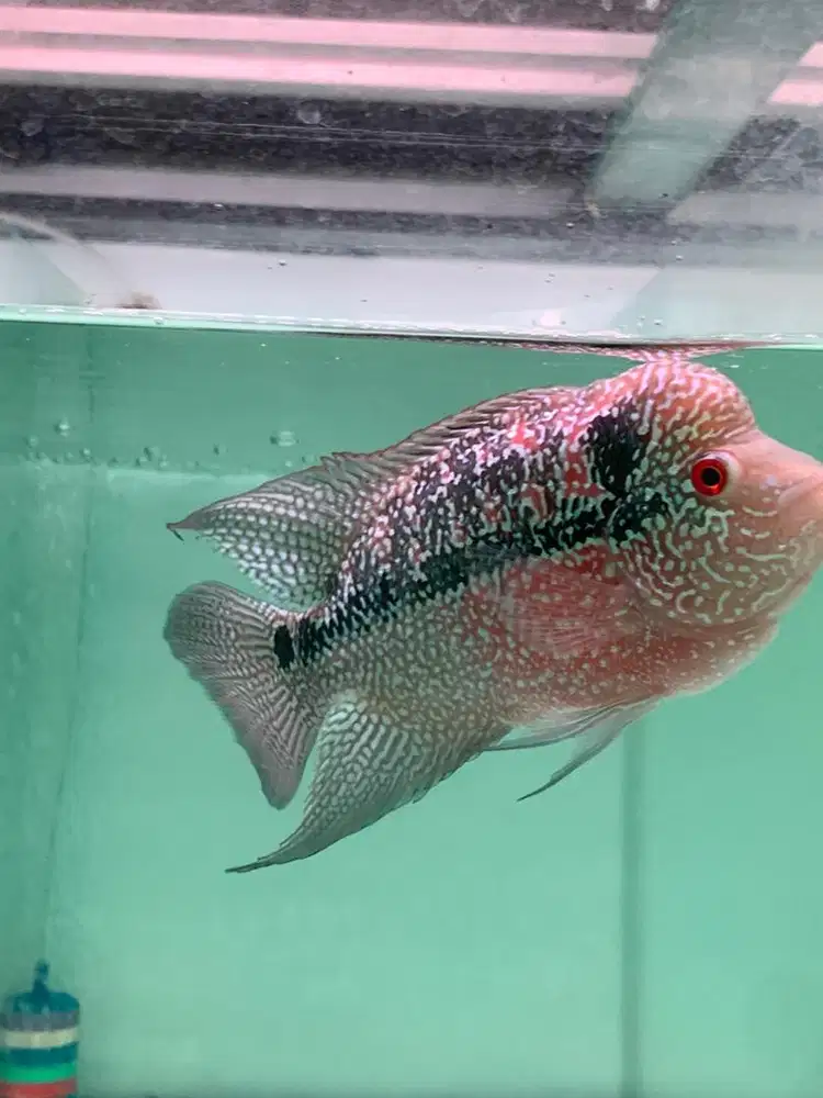 IKAN LOUHAN CENCU MARKING KERETA