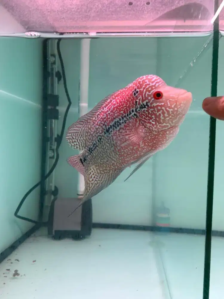 IKAN LOUHAN CENCU MERAH & CANTIK