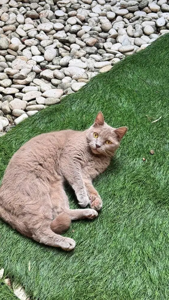 Kucing mix bsh murah steril