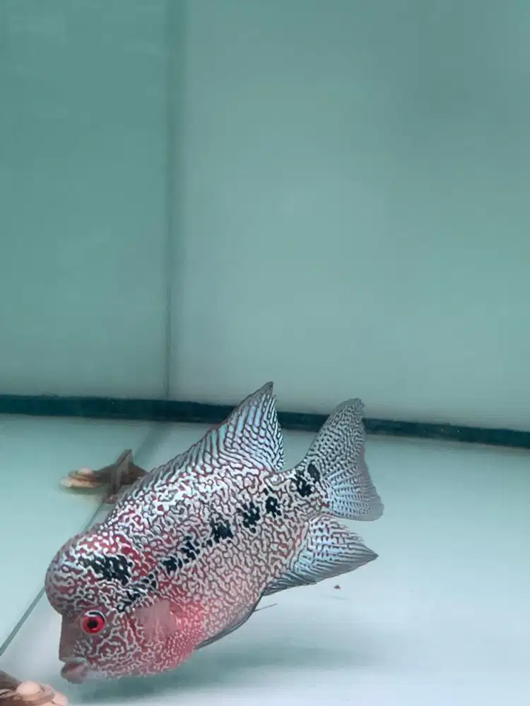 LOUHAN CENCU  UKURAN 15cm an