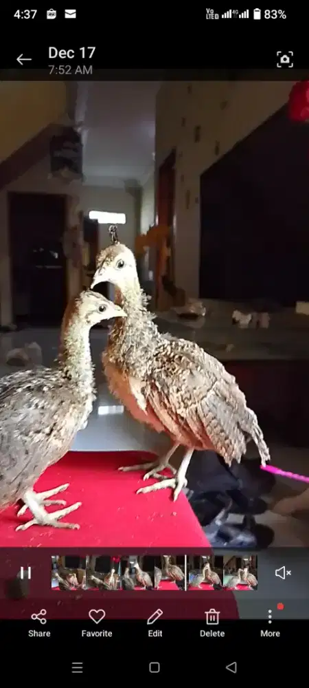 Merak Biru India anakan