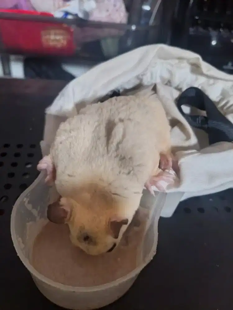 Sugar glider koloni.