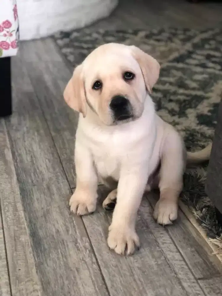 DIJUAL ANAK ANJING LABRADOR