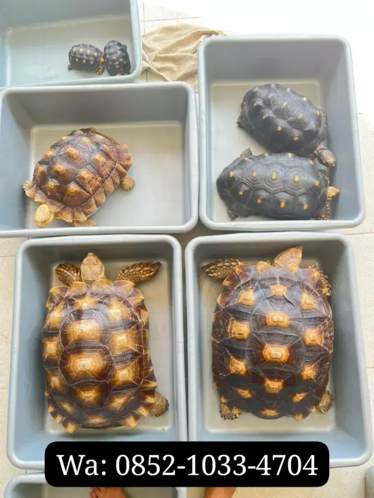 SULCATA BETINA SIZE 46CM