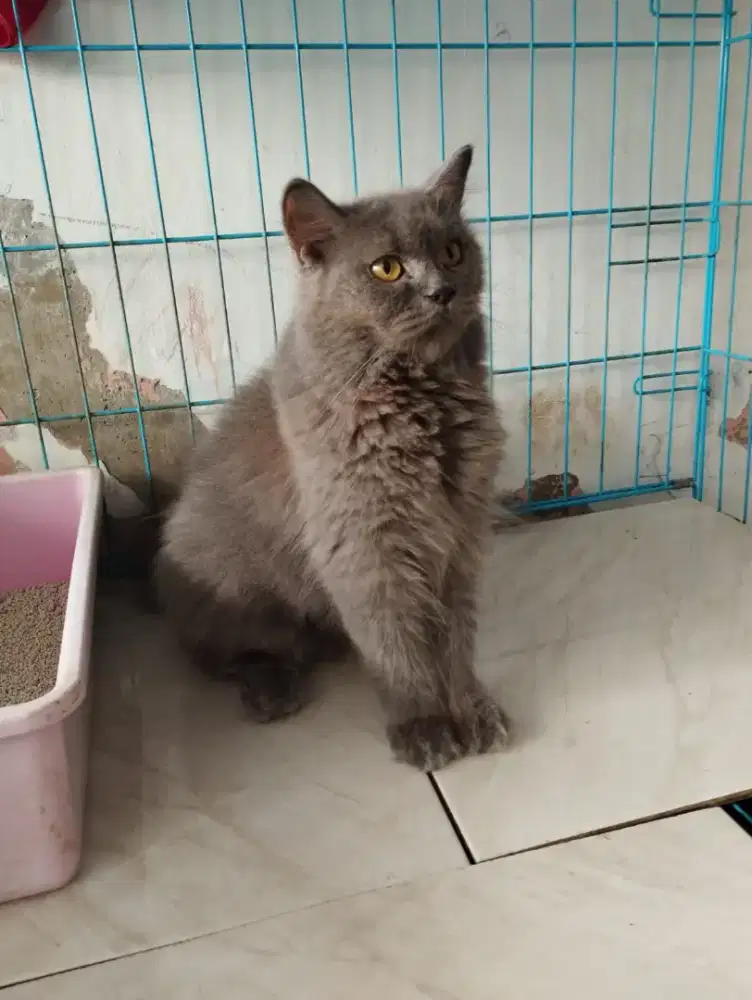 Kucing BLH Britishlonghair Betina Murah Siap Jadi Indukan