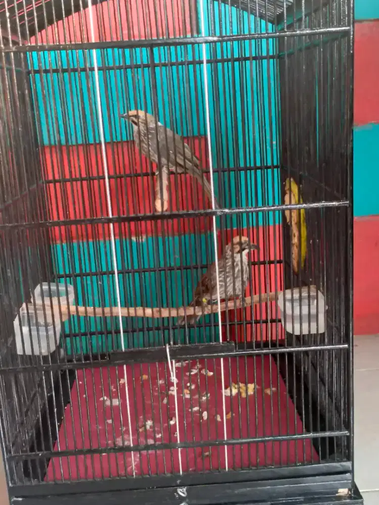 Cucak Rowo Pasangan Hutan Mapan Produksi