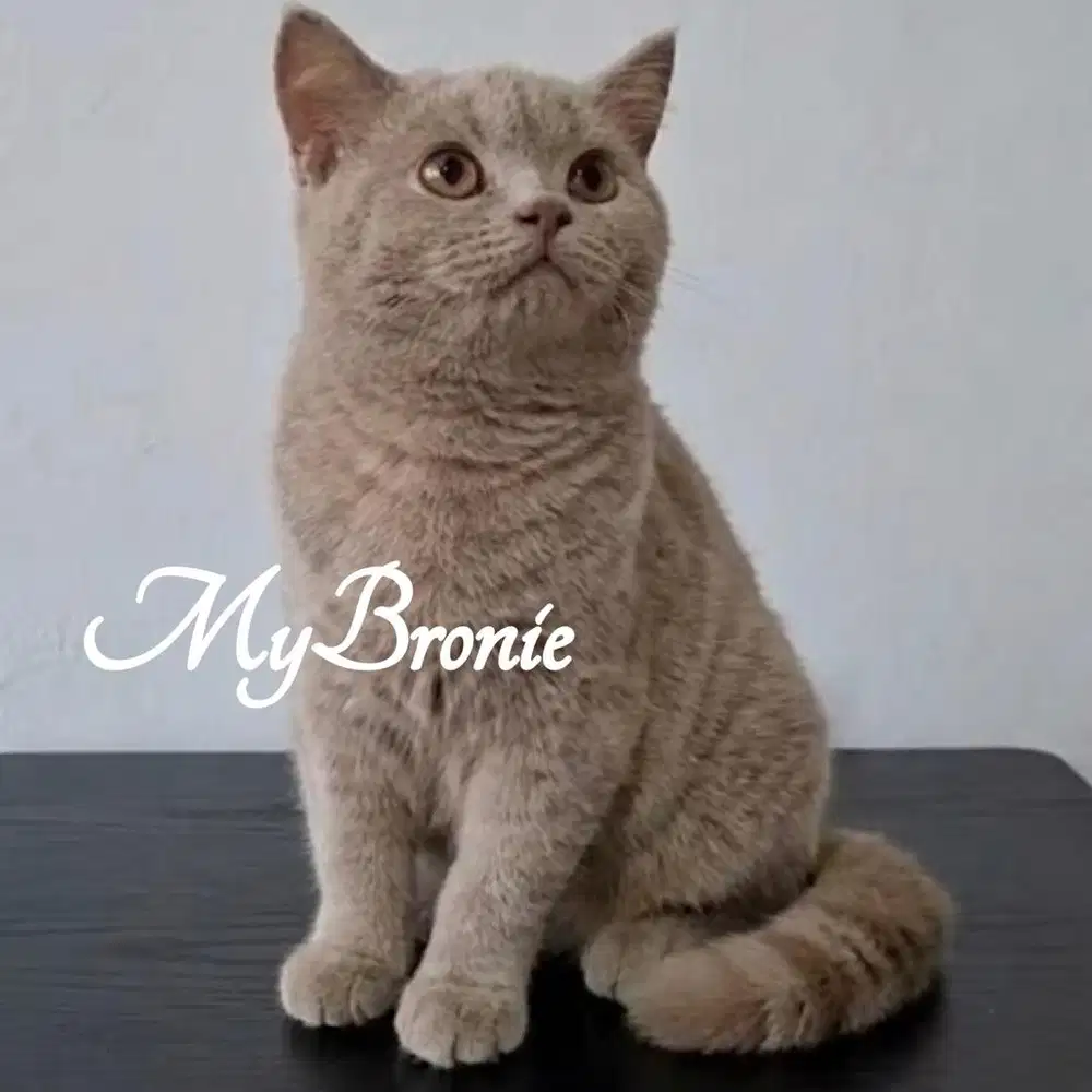 Kucing british shorthair lilac betina 5 bulan