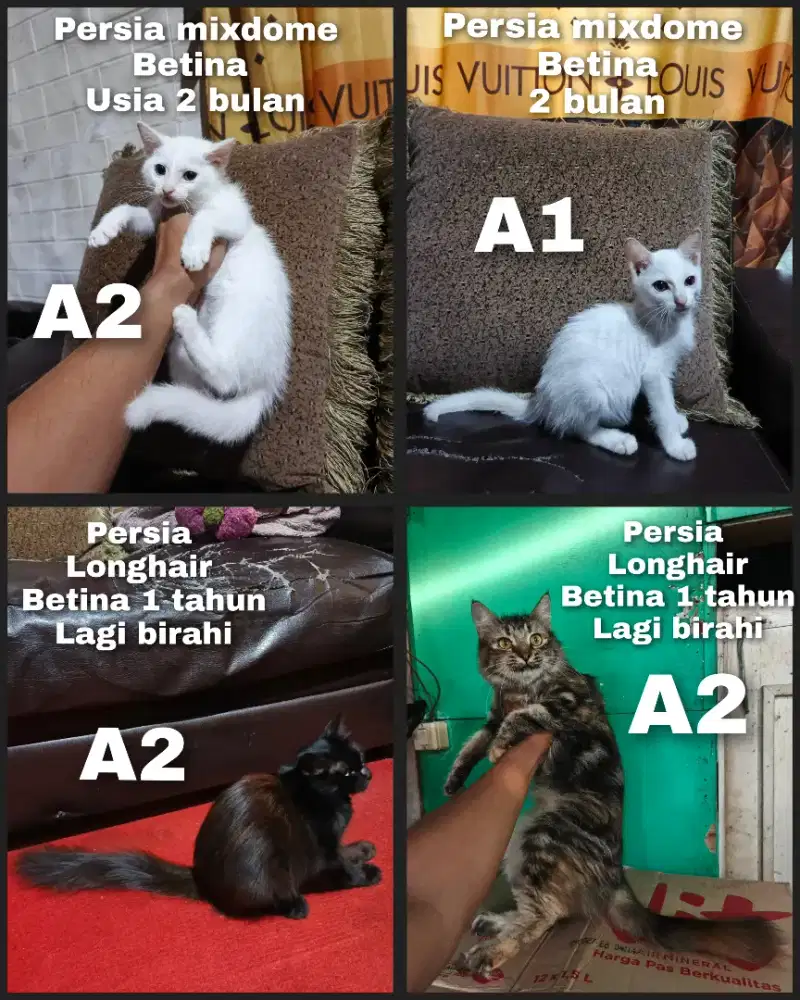 Murmer aja silahkan pilih ya