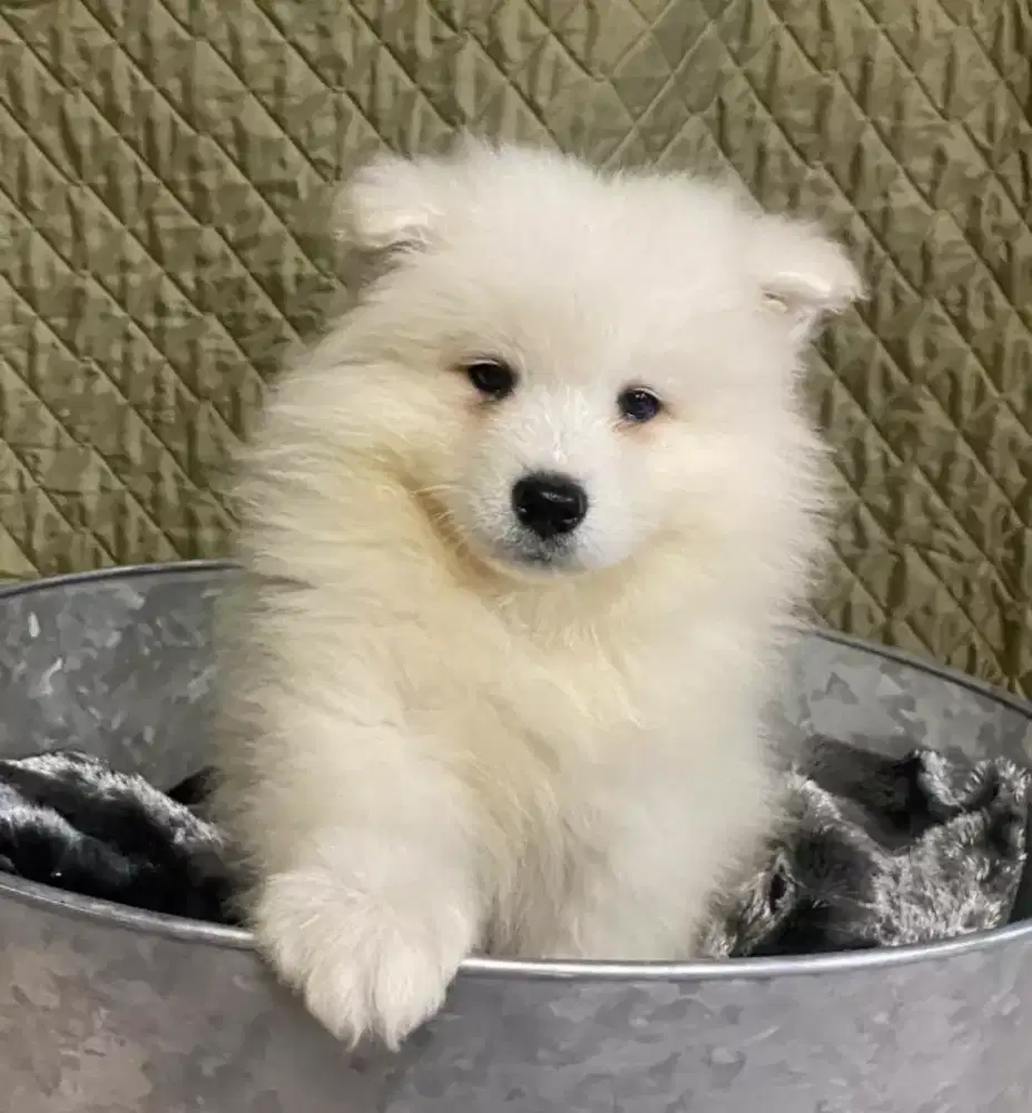 DIJUAl ANAK ANJING SAMOYED