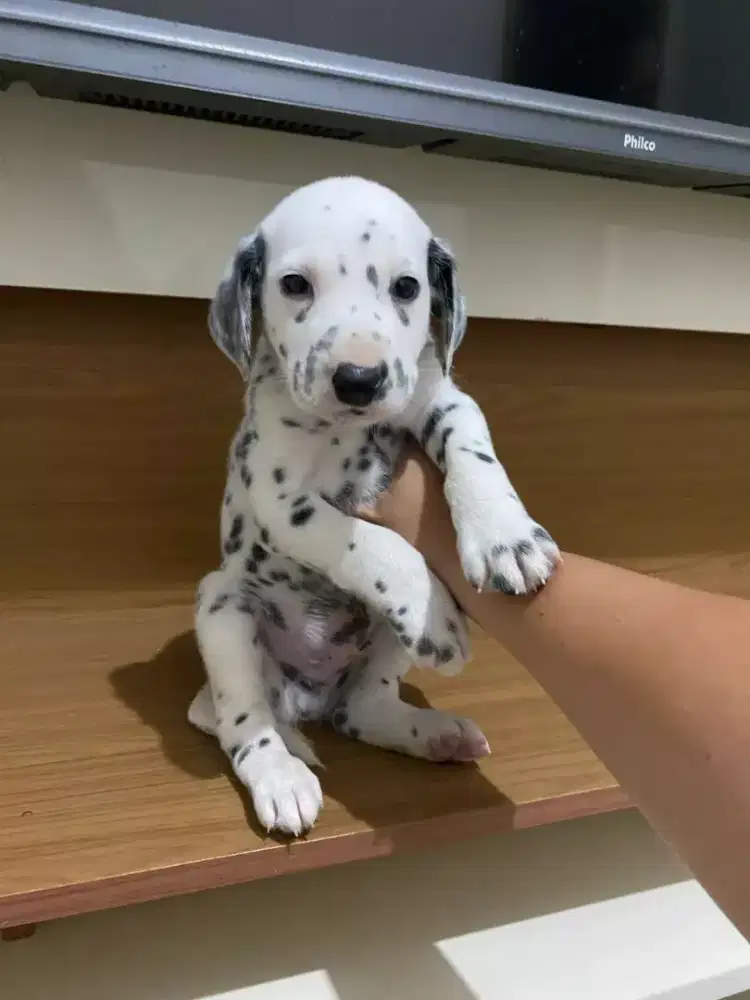 DIJUAL ANAK ANJING DALMATION