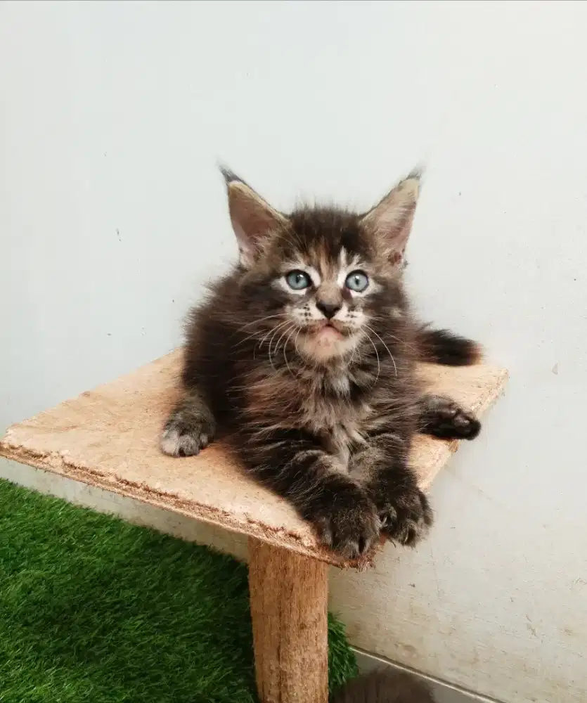 Kitten mainecoon betina pure no mix. Induk ped Cfa Maine Coon