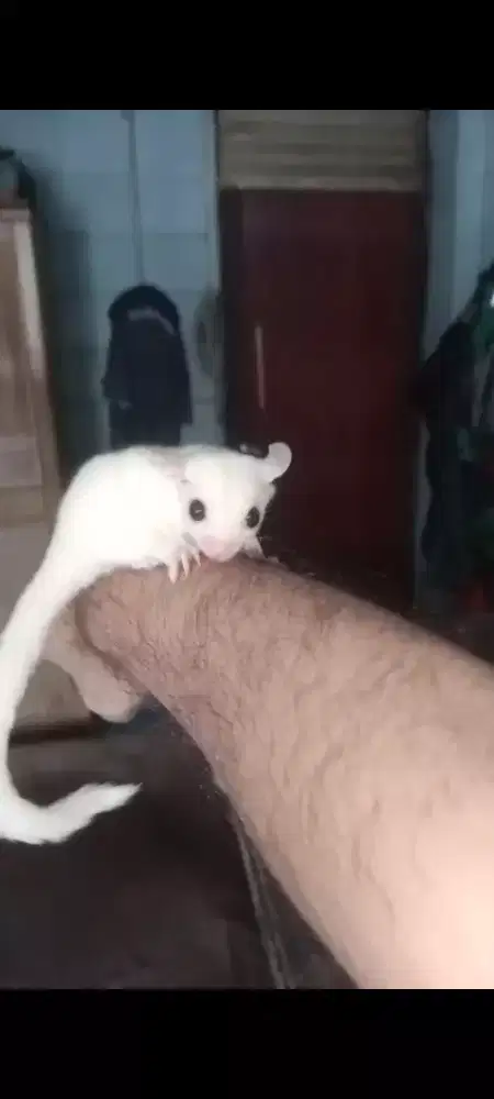 Sugar Glider Leu het Cream