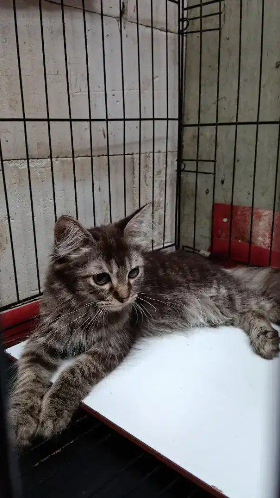 Kucing Kitten Jantan